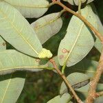 Brosimum guianense Fruit