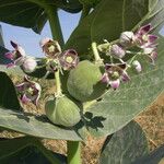Calotropis procera फल