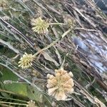 Pterocaulon alopecuroides Fleur