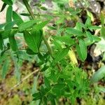 Hypericum perforatum Feuille