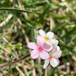 Androsace alpina Floro