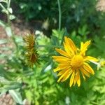 Hymenoxys hoopesii Flower