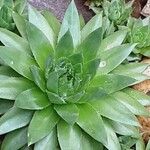 Sempervivum globiferum Hábito