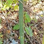 Praecereus euchlorus Plante entière