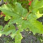 Viburnum sargentii Leaf