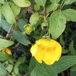 Hypericum patulum Fleur