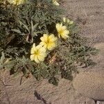 Oenothera primiveris Celota