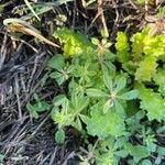 Galium verrucosum Blad