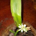 Prosthechea aemula Hábito