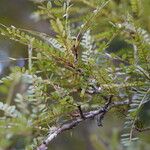 Sophora microphylla Hoja