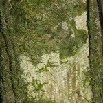 Sorocea pubivena Corteza