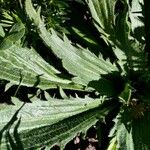 Plantago serraria Hoja