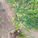 Cyperus cyperoides Lehti