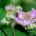 Rubus ulmifolius Blüte