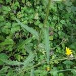 Potentilla anglica Leaf