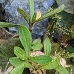 Galium trifidum Leaf