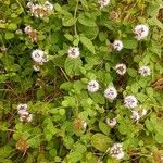 Mentha aquatica পাতা