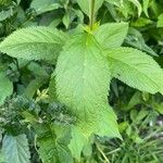 Teucrium canadense Foglia