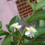 Psidium guajava花