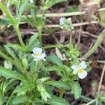 Viola arvensis Lapas