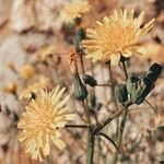 Sonchus tenerrimusFlower