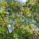 Sorbus americana Leaf