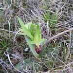 Ophrys arachnitiformis മറ്റ്