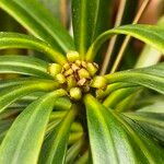 Podocarpus henkelii Kvet