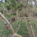 Hamamelis vernalis পাতা