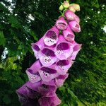 Digitalis purpurea Çiçek