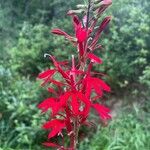 Lobelia cardinalisᱵᱟᱦᱟ