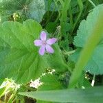 Erodium laciniatum Floare