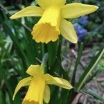 Narcissus cyclamineus 花