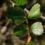 Rosa pouzinii Folla