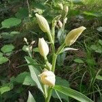 Cephalanthera damasonium Blüte