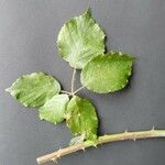 Rubus winteri Blad