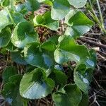 Viola suavis Leaf