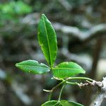 Zanthoxylum asiaticum Hostoa