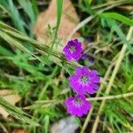 Geranium pyrenaicumBlüte