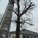 Populus × canescens Агульны выгляд