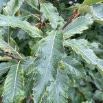 Castanea sativa 叶