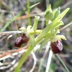 Ophrys provincialis Tervik taim
