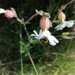 Silene latifoliaফুল