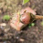 Pyrus communis Frukto