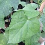 Ipomoea nil Leaf