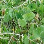 Ranunculus hybridus 葉