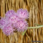 Pluchea sericea Flower