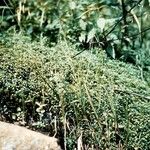 Houstonia serpyllifolia 整株植物