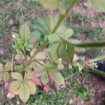 Cleome viscosaBlatt