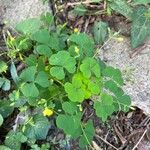 Oxalis fontana Blad